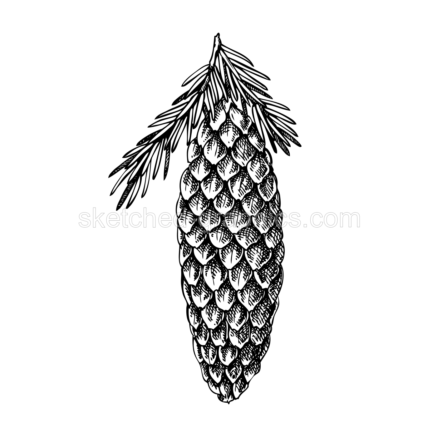 Fir sketch. Conifer tree with cone drawing. Winter tree branch hand-drawn vector illustration. Christmas design element. NOT AI genereted Illustration